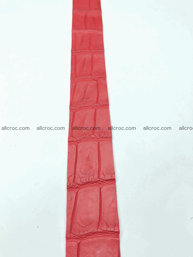 Blank for belt from Siamese crocodile skin belly part 569 Foto 3