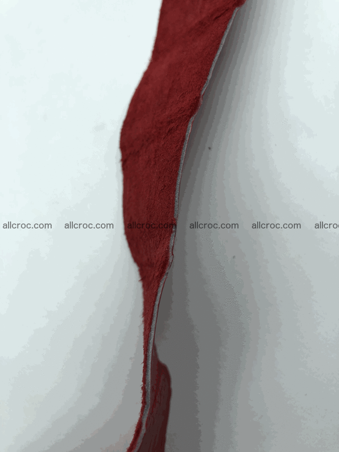 Blank for belt from Siamese crocodile skin belly part 569 Foto 4