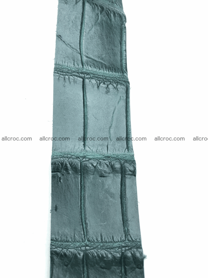 Blank for belt from Siamese crocodile skin belly part 570 Foto 2