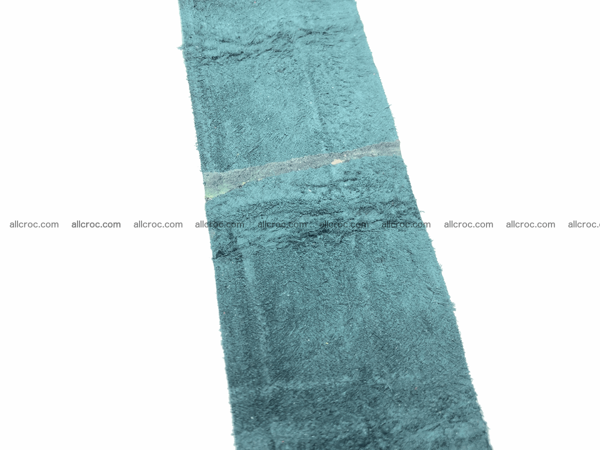 Blank for belt from Siamese crocodile skin belly part 570 Foto 4