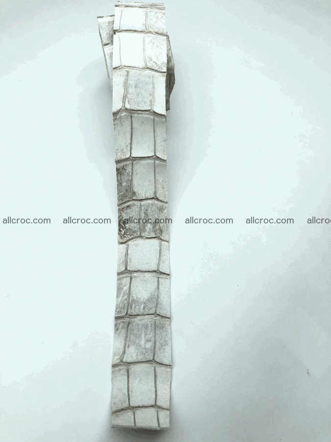 Blank for belt from Siamese crocodile skin belly part 571 Foto 1