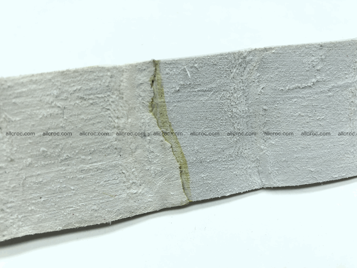Blank for belt from Siamese crocodile skin belly part 571 Foto 3