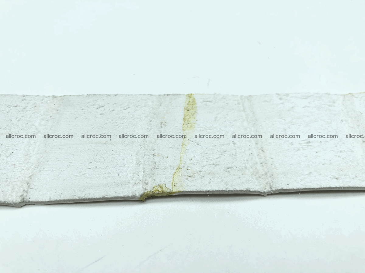 Blank for belt from Siamese crocodile skin belly part 572 Foto 3