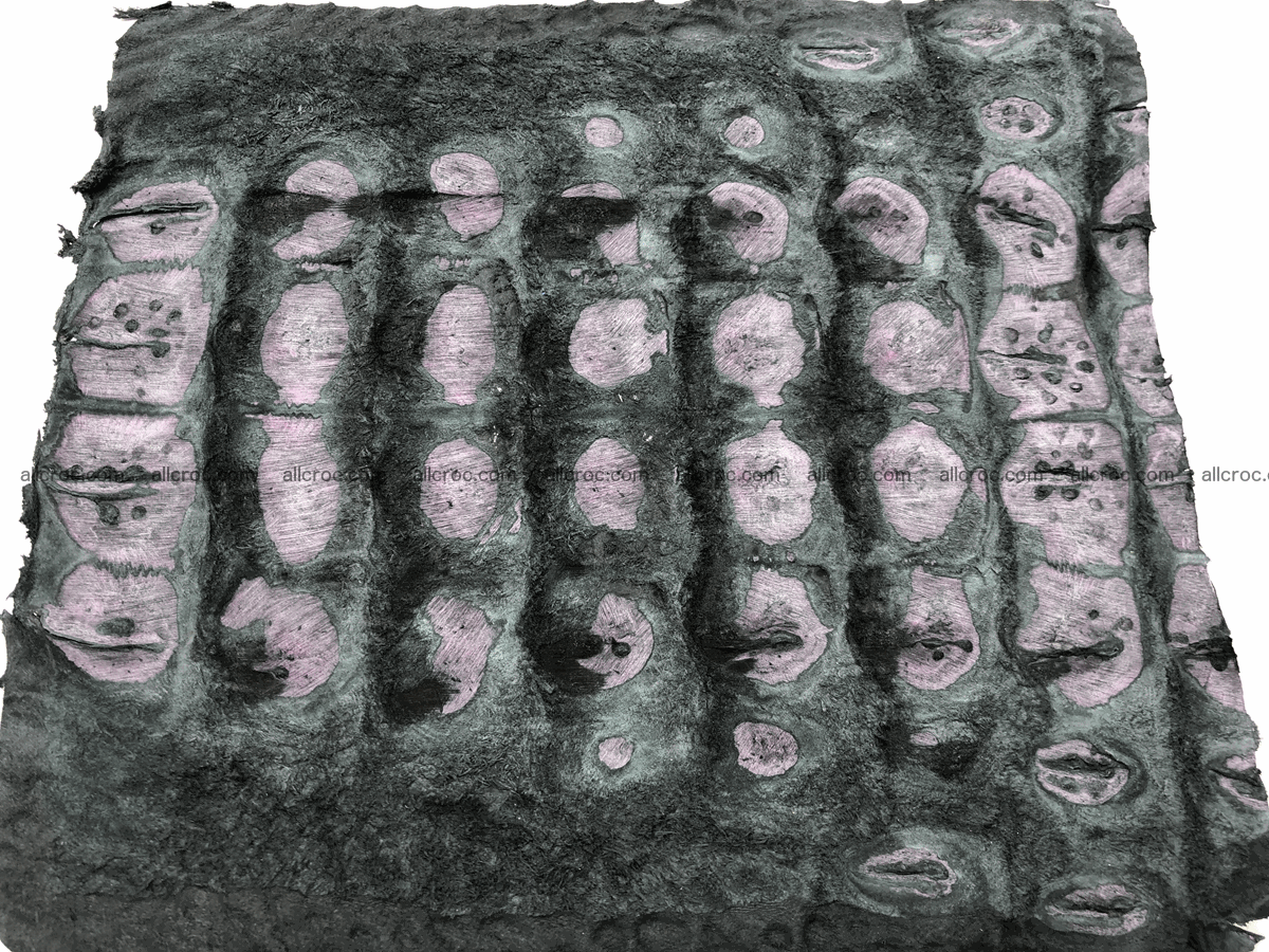 Blank for wallet from crocodile skin 25cm x 21.5cm 576 Foto 5