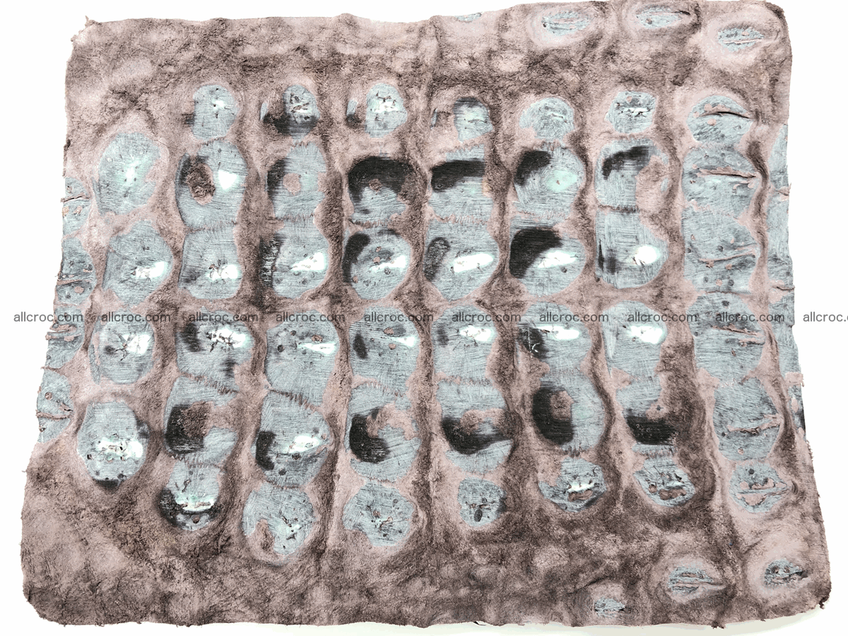 Blank for wallet from crocodile skin 23cm x 19cm 574 Foto 7