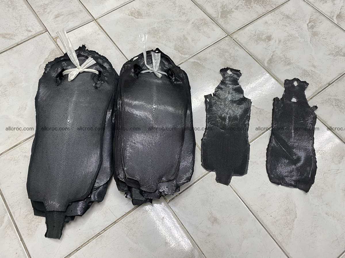 Polished stingray leather 6 inches long shape 2382 Foto 1