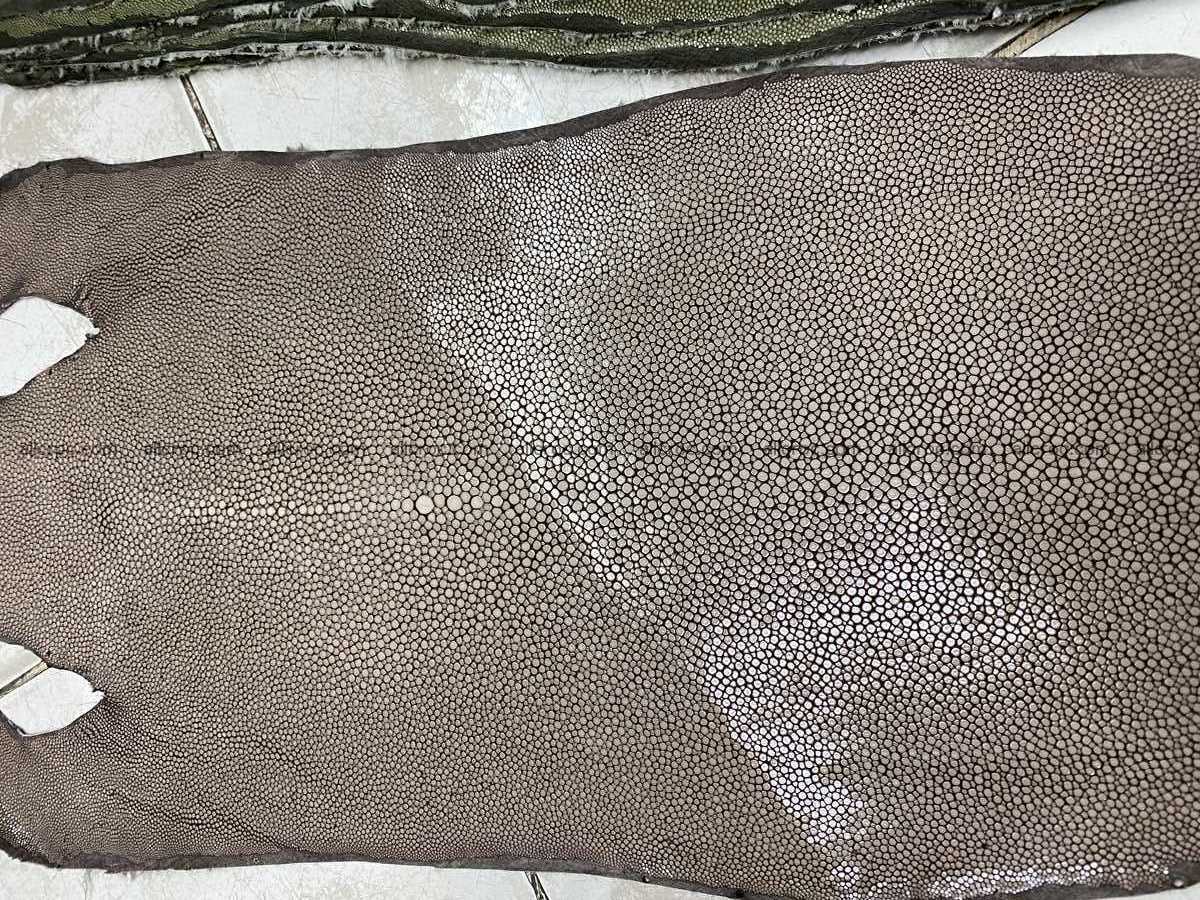 Polished stingray leather 6 inches long shape 2387 Foto 0