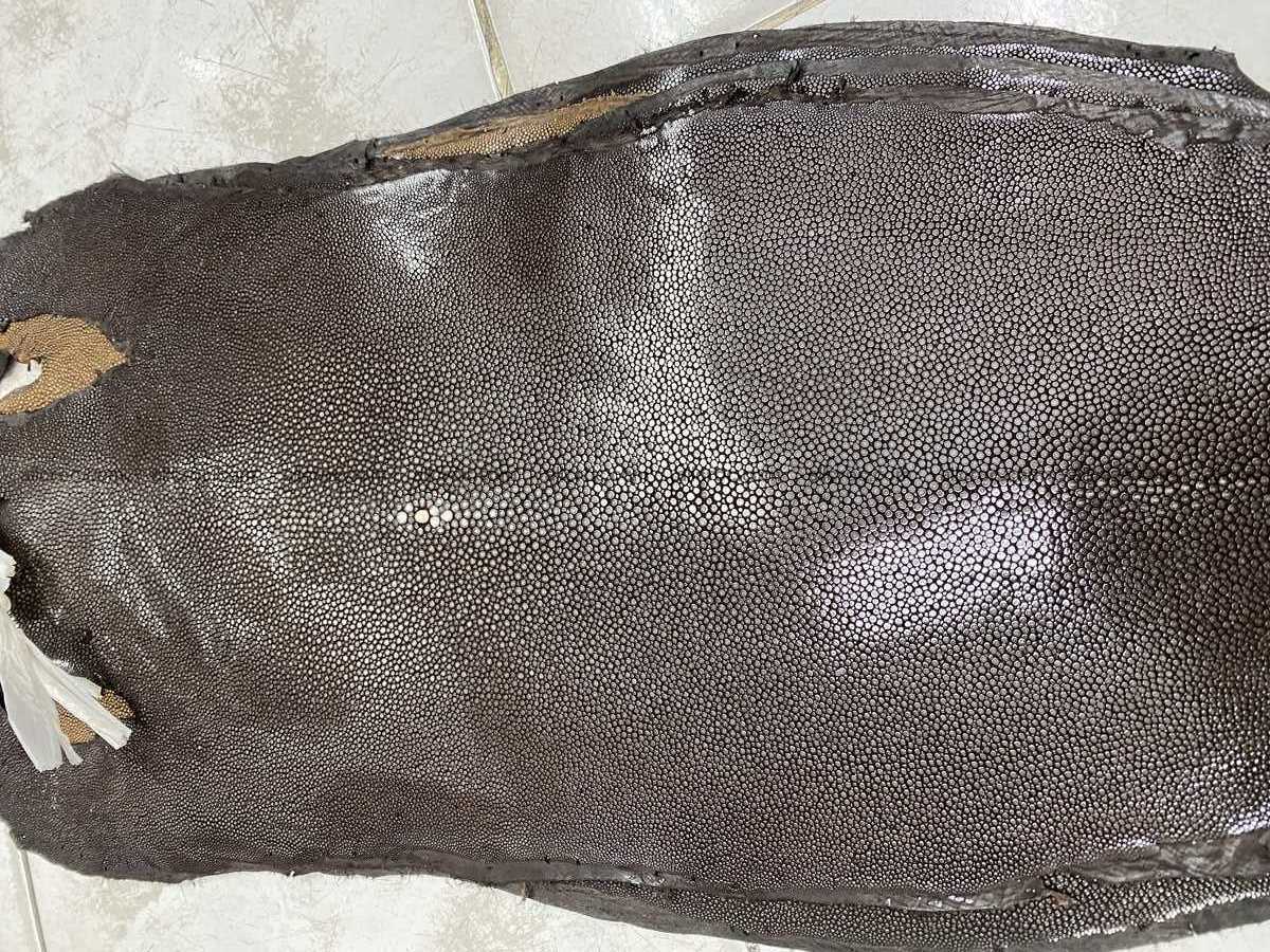 Polished stingray leather 7 inches long shape 2390  Foto 0