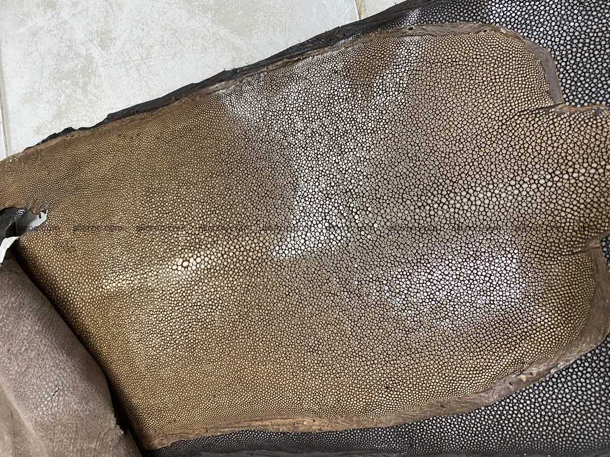 Polished stingray leather 6 inches long shape 2391 Foto 0
