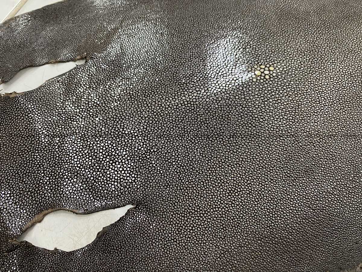 Polished stingray leather 8 inches round shape 2356 Foto 1