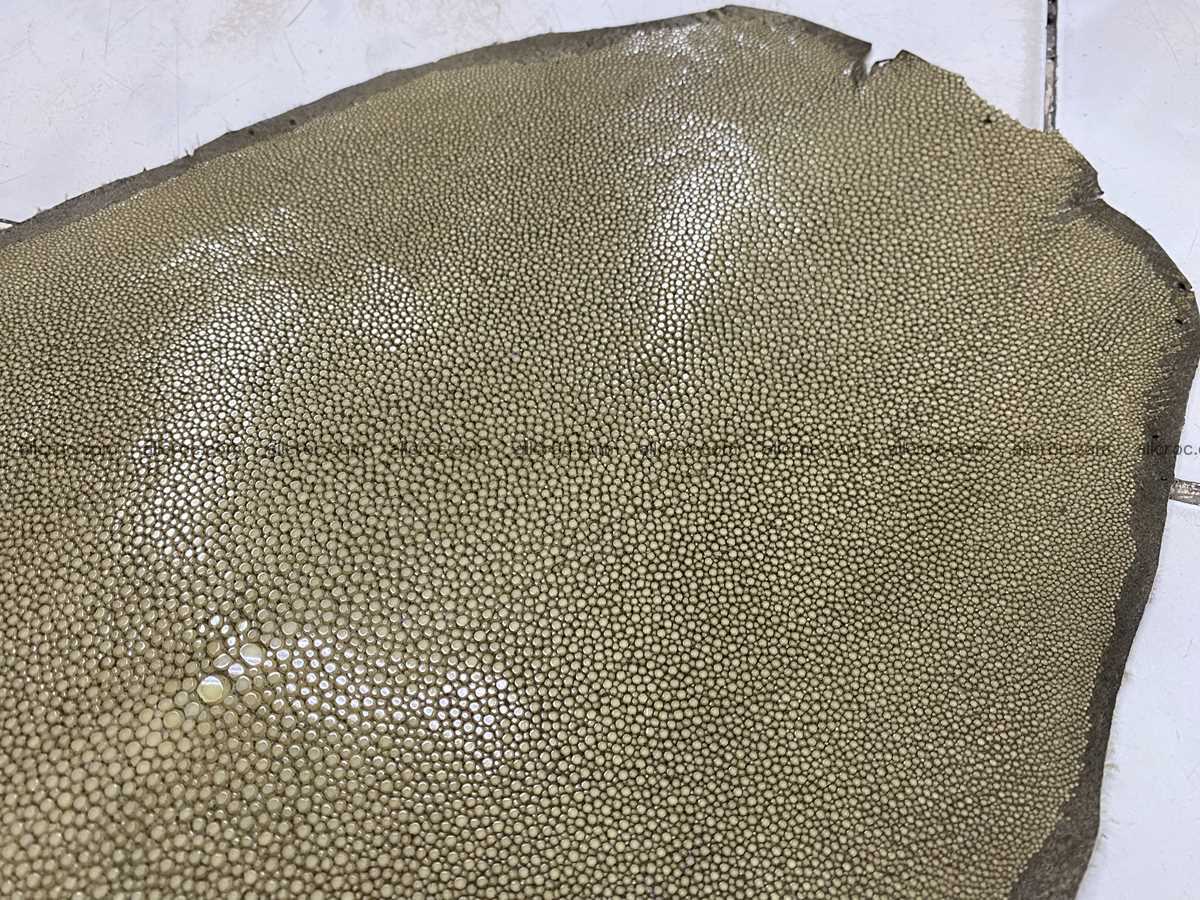 Polished stingray leather 7 inches round shape 2361 Foto 3
