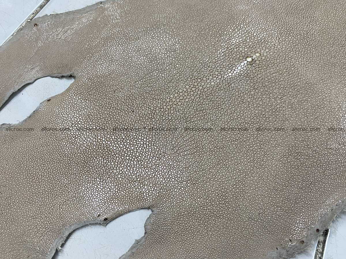 Polished stingray leather 12 inches round shape 2362 Foto 1