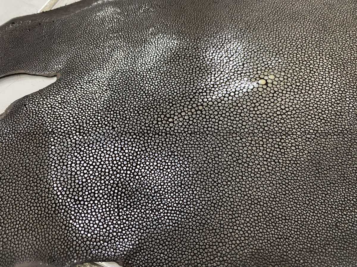 Polished stingray leather 9 inches round shape 2357 Foto 1