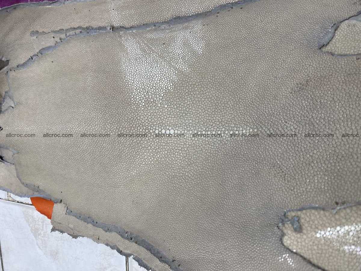 Polished stingray leather 6 inches long shape 2399 Foto 1