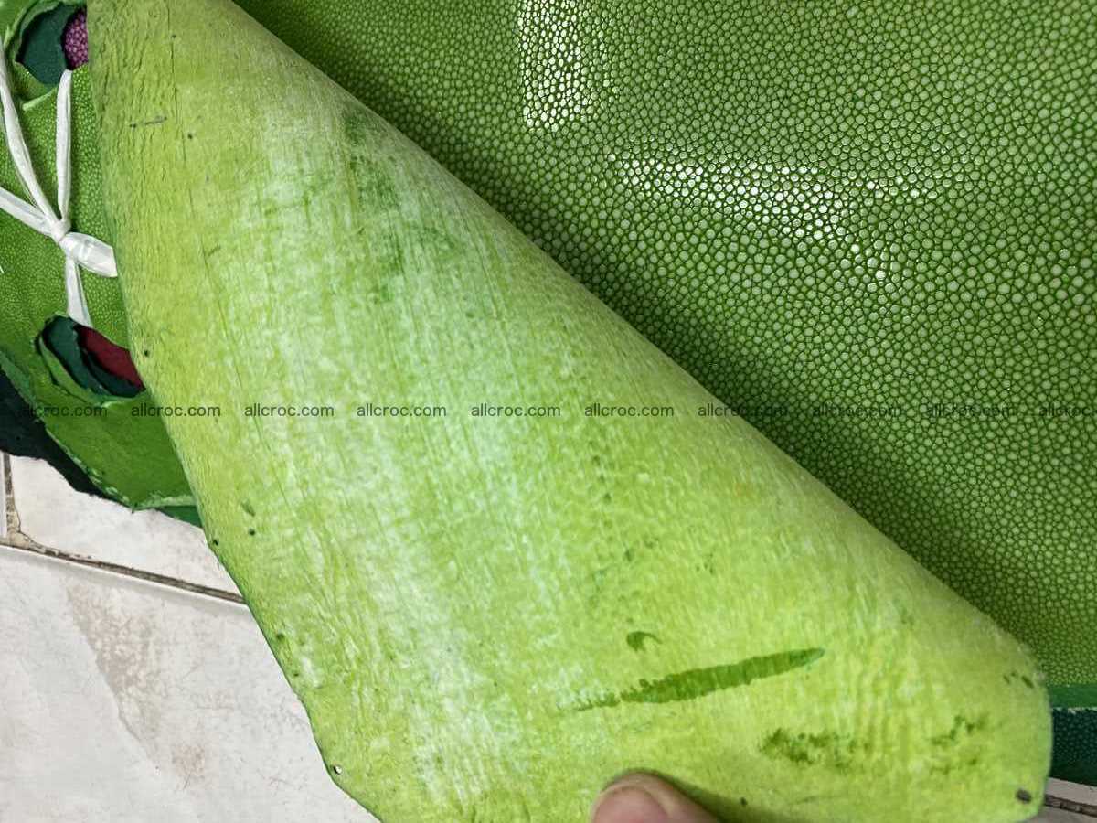 Polished stingray leather 6 inches long shape 2401 Foto 2