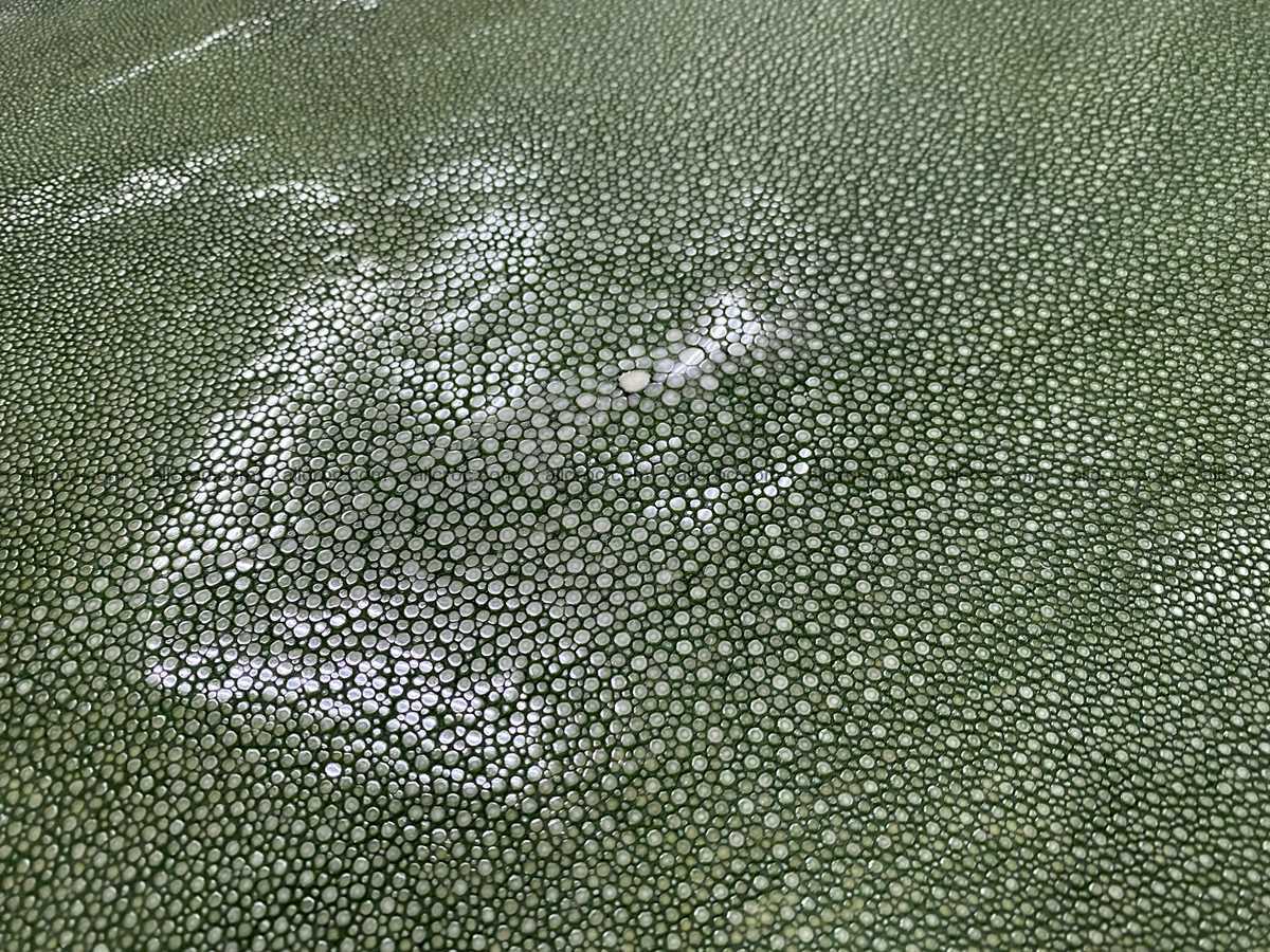 Polished stingray leather 10 inches round shape 2368 Foto 0