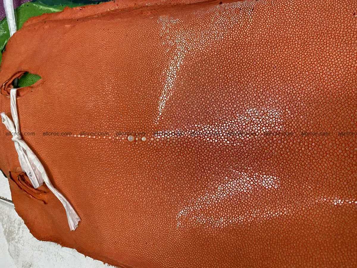 Polished stingray leather 9 inches long shape 2400 Foto 0