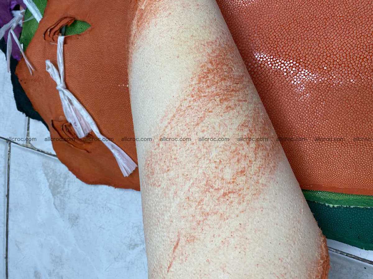 Polished stingray leather 9 inches long shape 2400 Foto 2