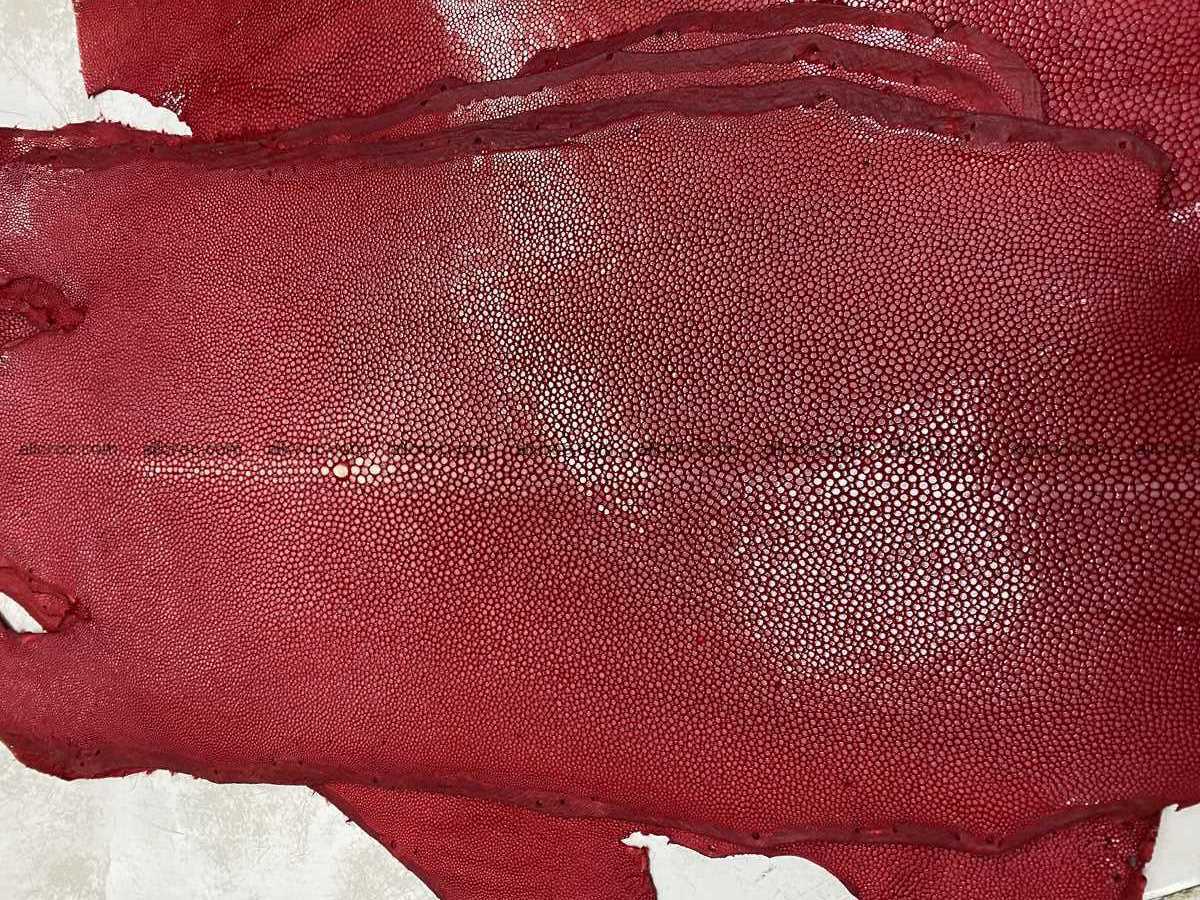 Polished stingray leather 8 inches long shape 2389 Foto 0