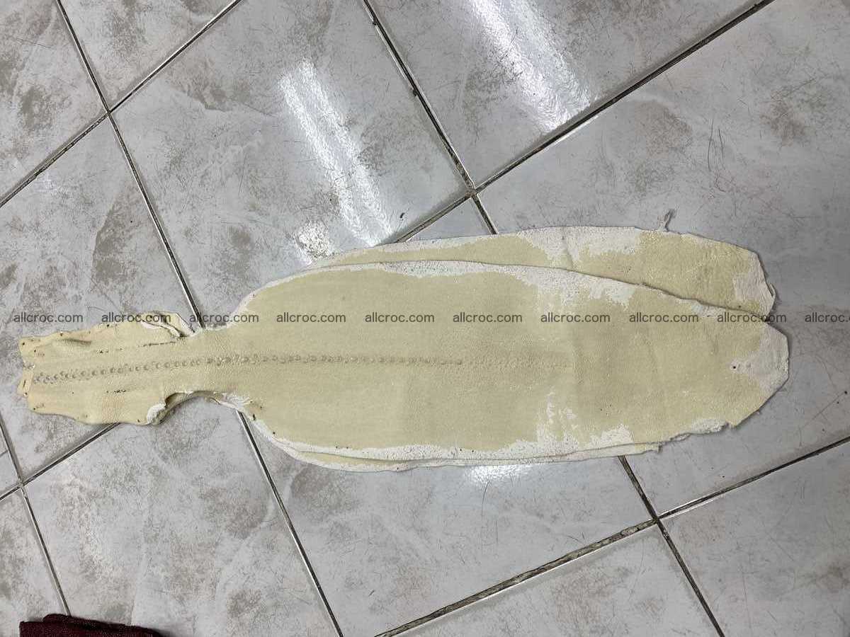 Stingray leather row stone shape 4 inches crust 2428 Foto 0