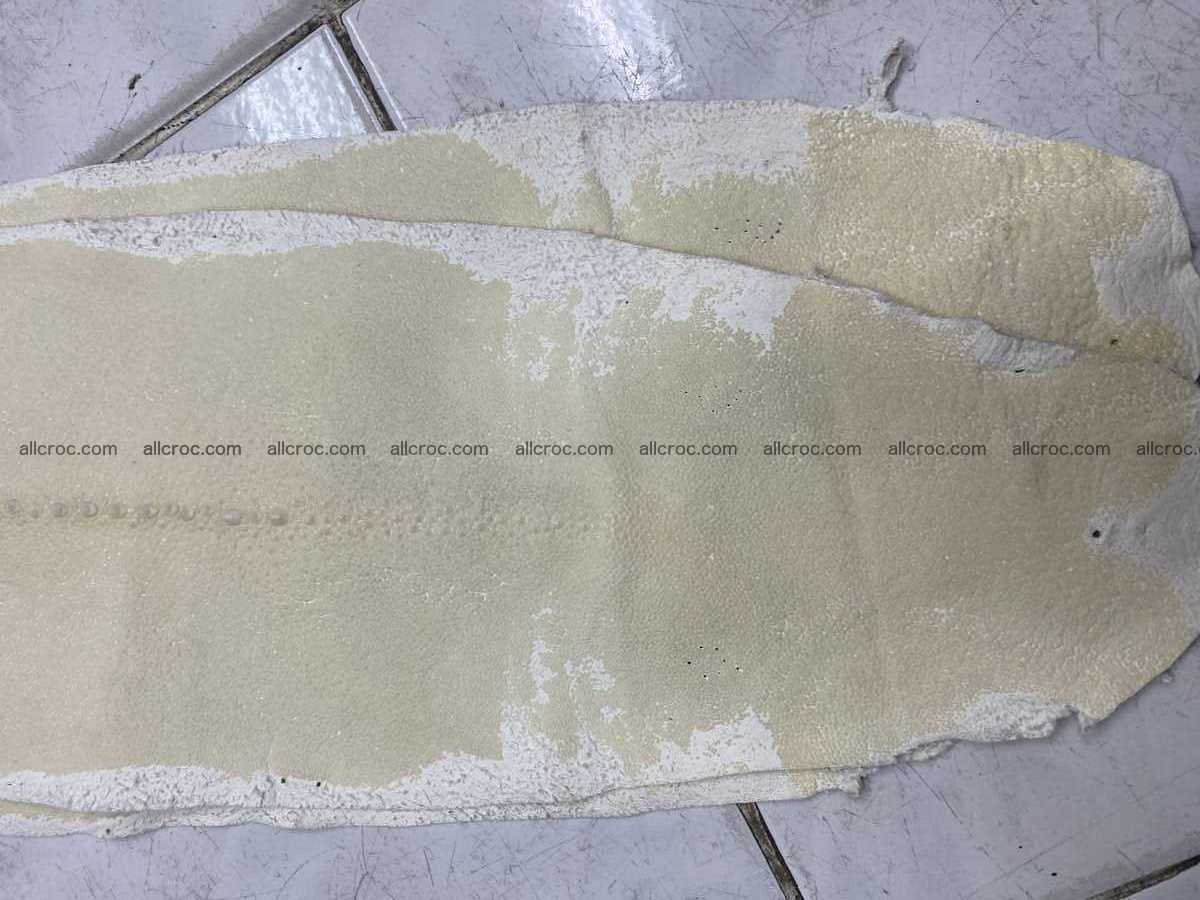 Stingray leather row stone shape 4 inches crust 2428 Foto 1