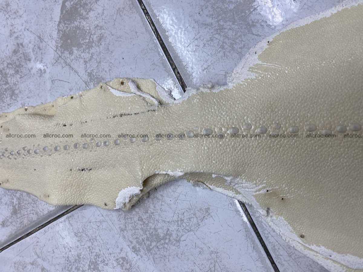 Stingray leather row stone shape 4 inches crust 2428 Foto 5