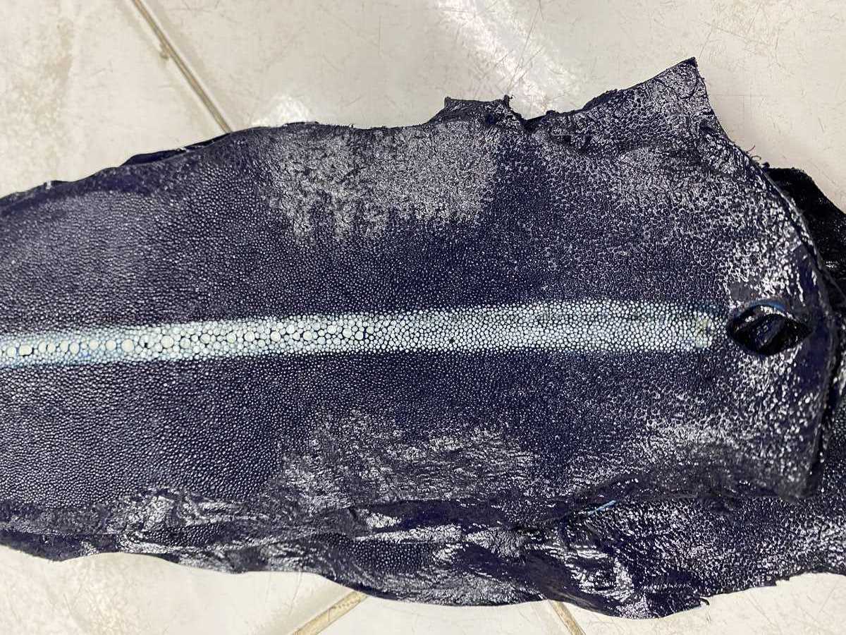 Stingray leather row stone shape 5 inches 2431 Foto 3