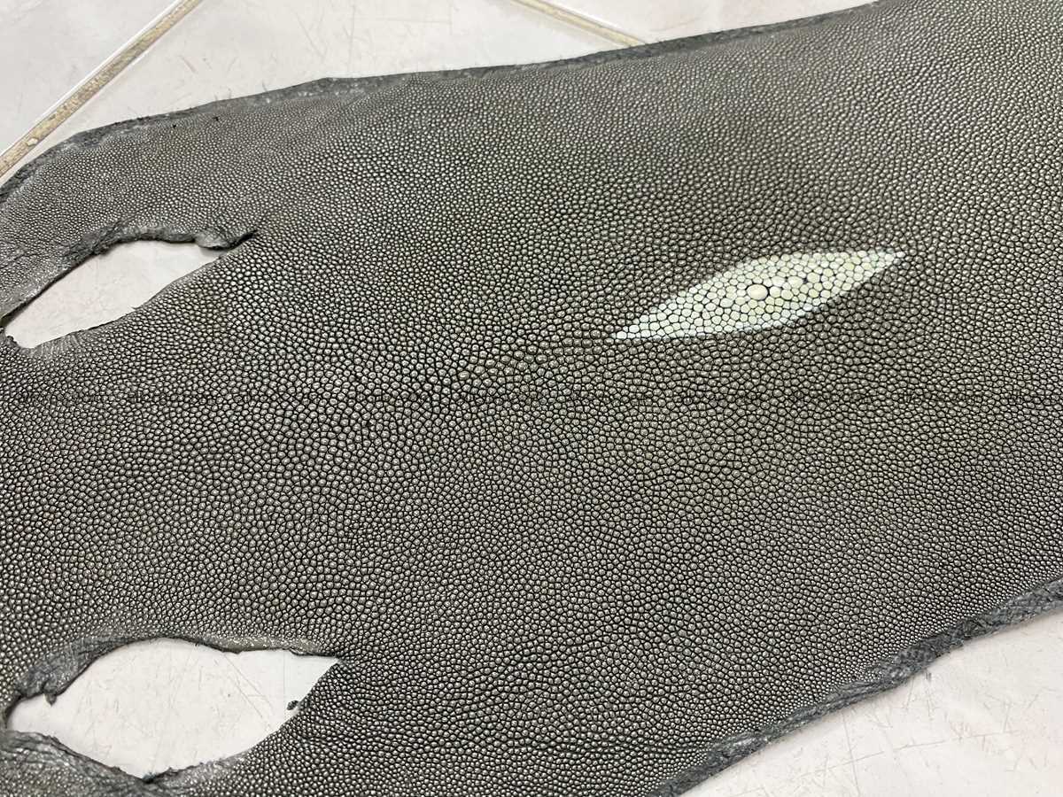 Stingray skin long shape 8 inches 2341 Foto 1
