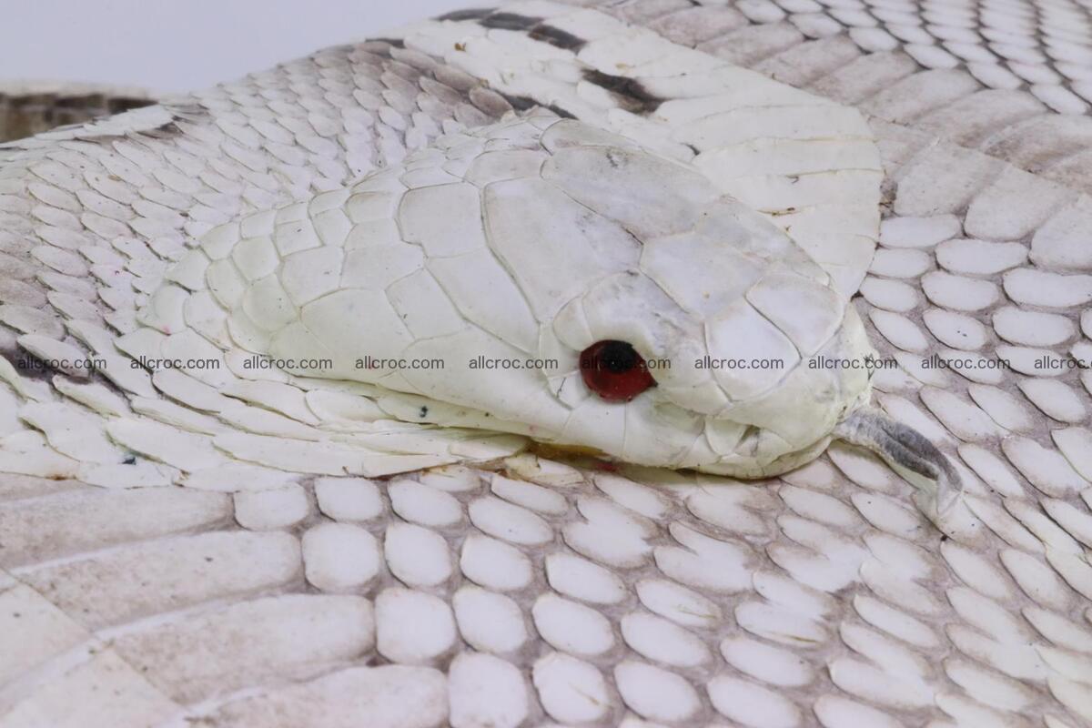 Cobra skin ladies handbag with head of cobra 195 Foto 6