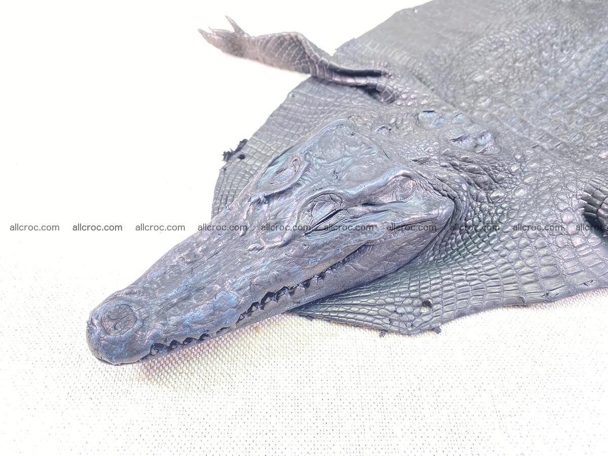 Crocodile leather back part with head and paws 27cm black color 1550 Foto 2