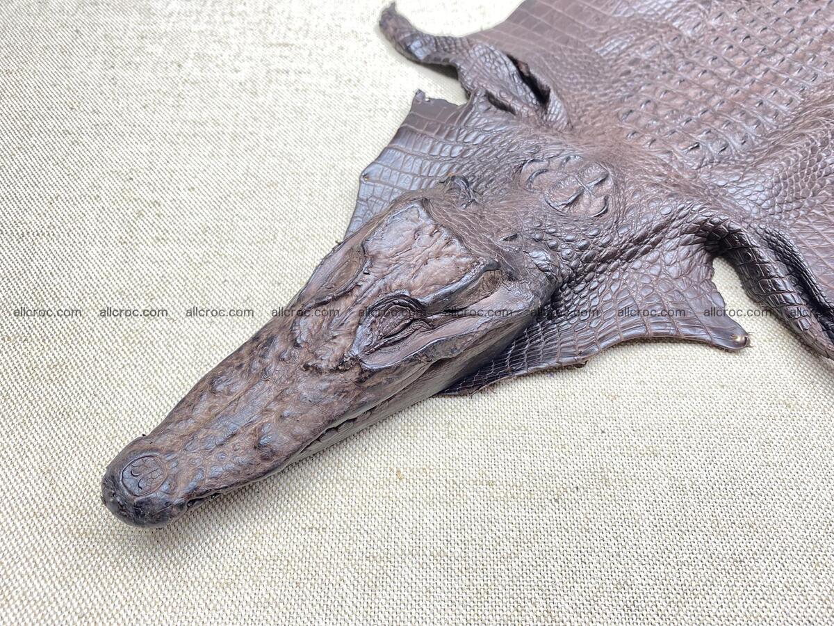 Crocodile leather back part with head and paws 30cm brown color 1572 Foto 1