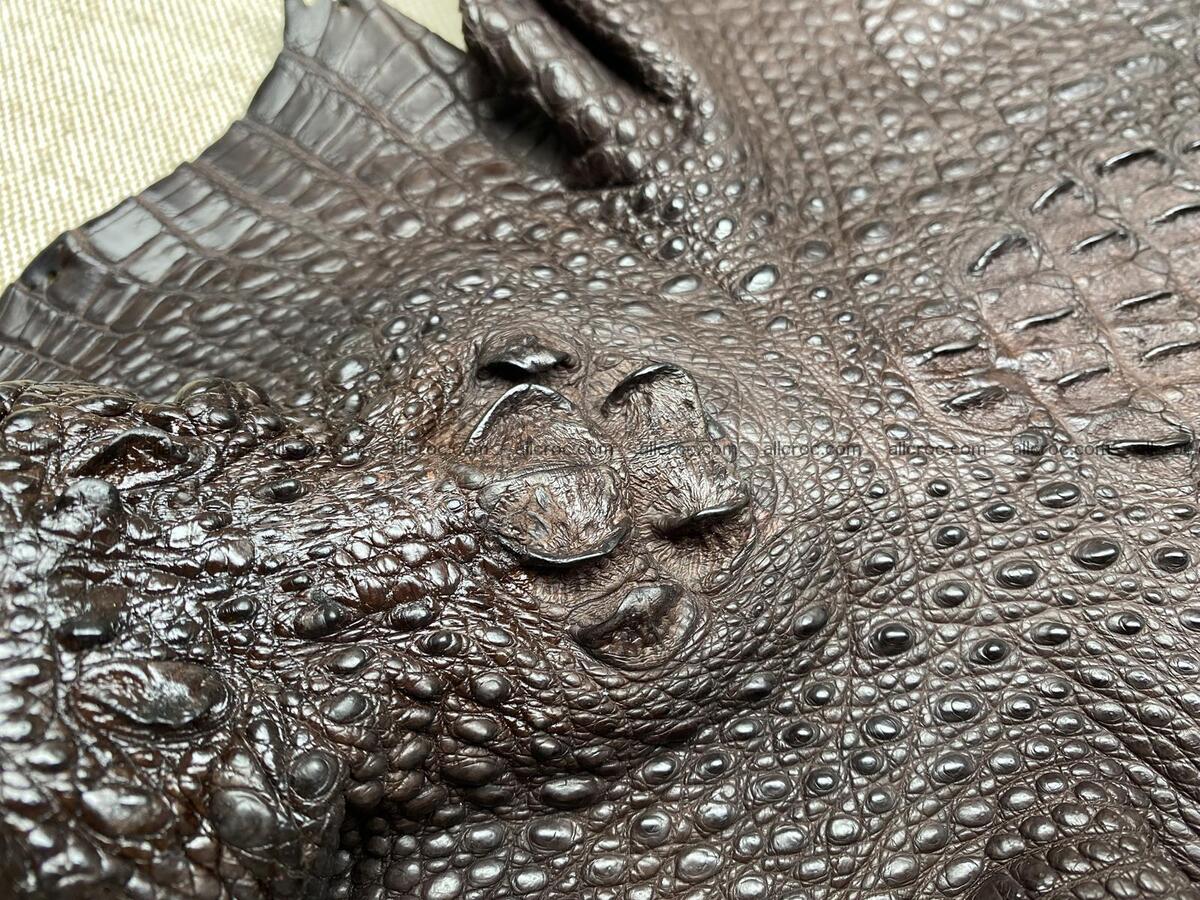 Crocodile leather back part with head and paws 31cm dark brown color 1570 Foto 7