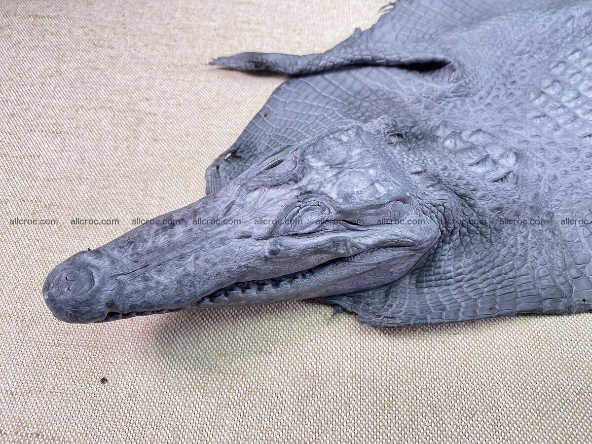 Crocodile leather back part with head and paws 32cm gray color 1562 Foto 1