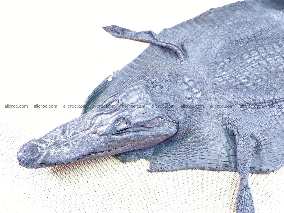 Crocodile leather back part with head and paws 23cm gray color 1564 Foto 1