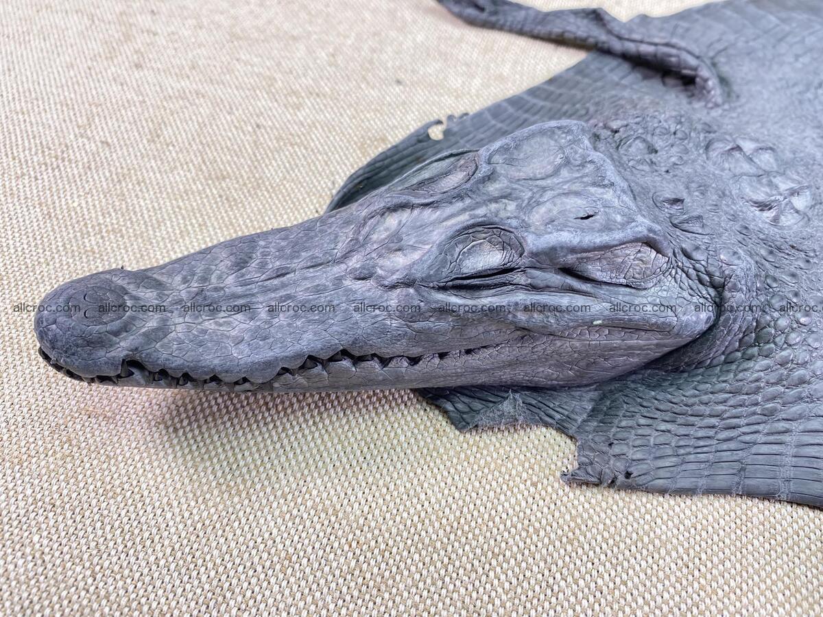 Crocodile leather back part with head and paws 23cm gray color 1564 Foto 7