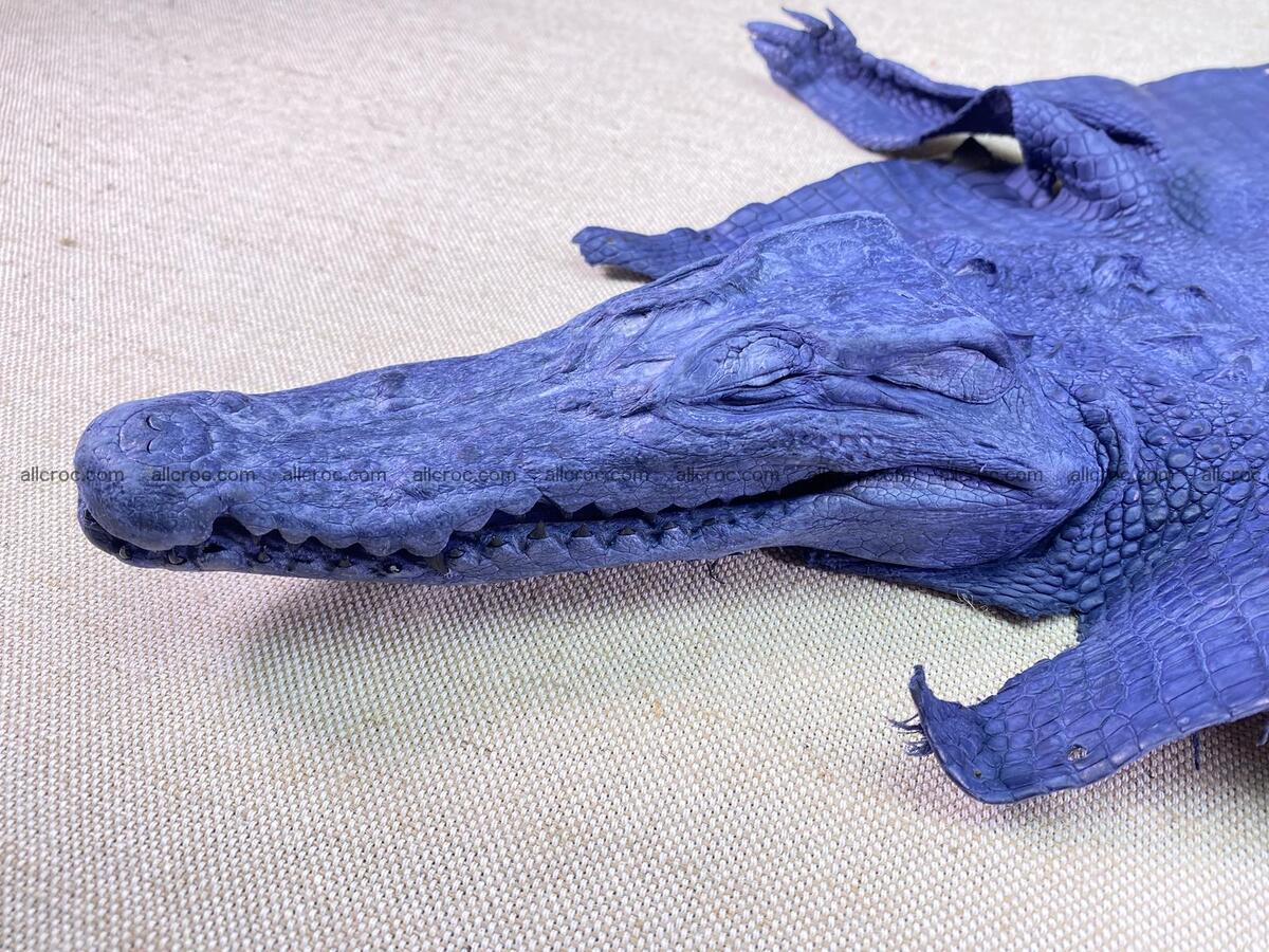 Crocodile leather back part with head and paws 33cm navy blue color 1558 Foto 12