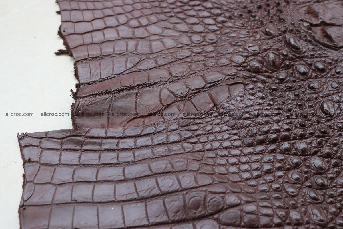 Crocodile skin back part brown color 1237 Foto 10