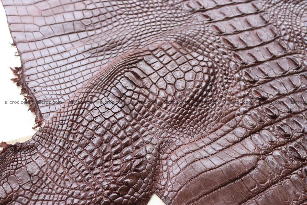 Crocodile skin back part brown color 1237 Foto 9