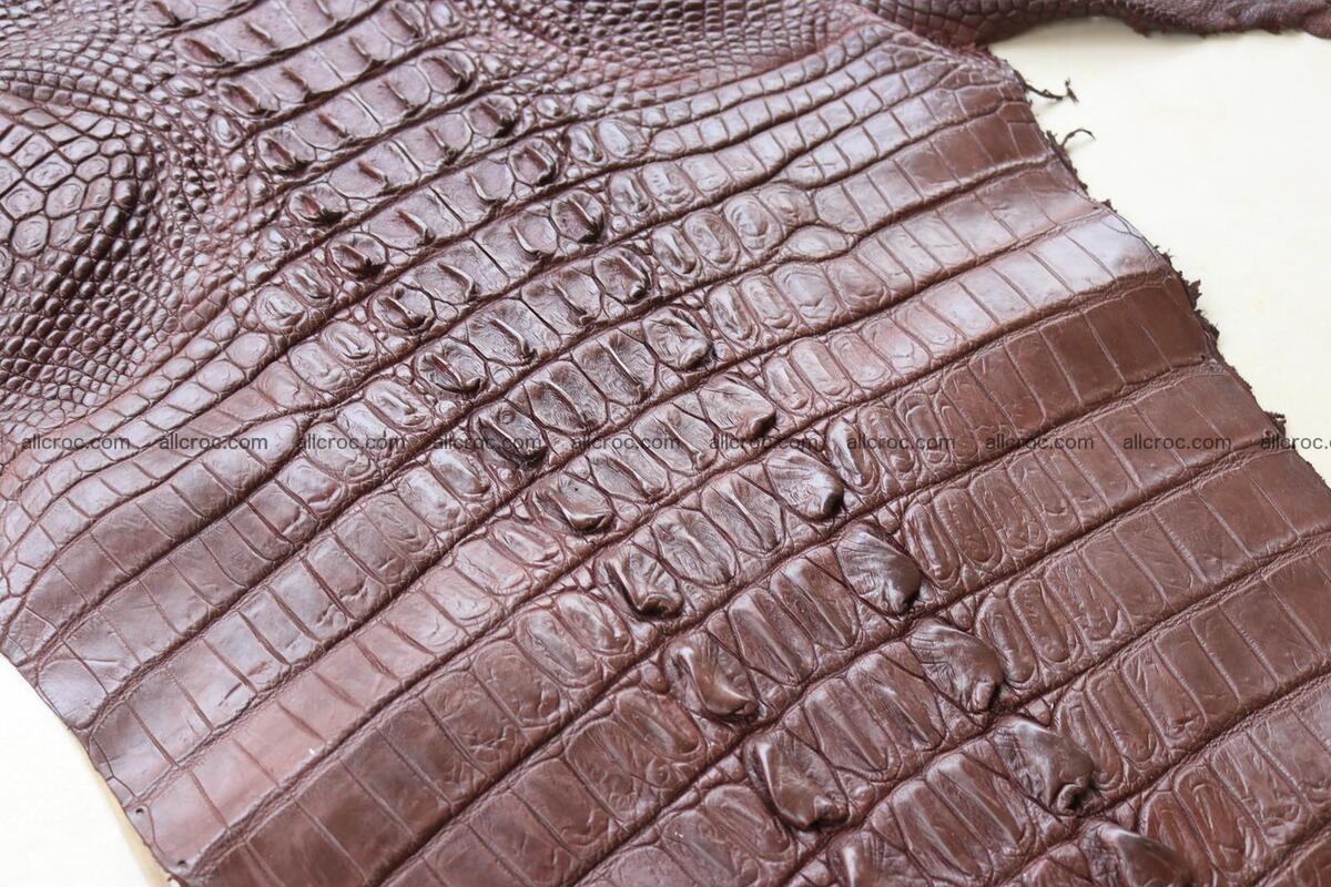 Crocodile skin back part brown color 1237 Foto 11