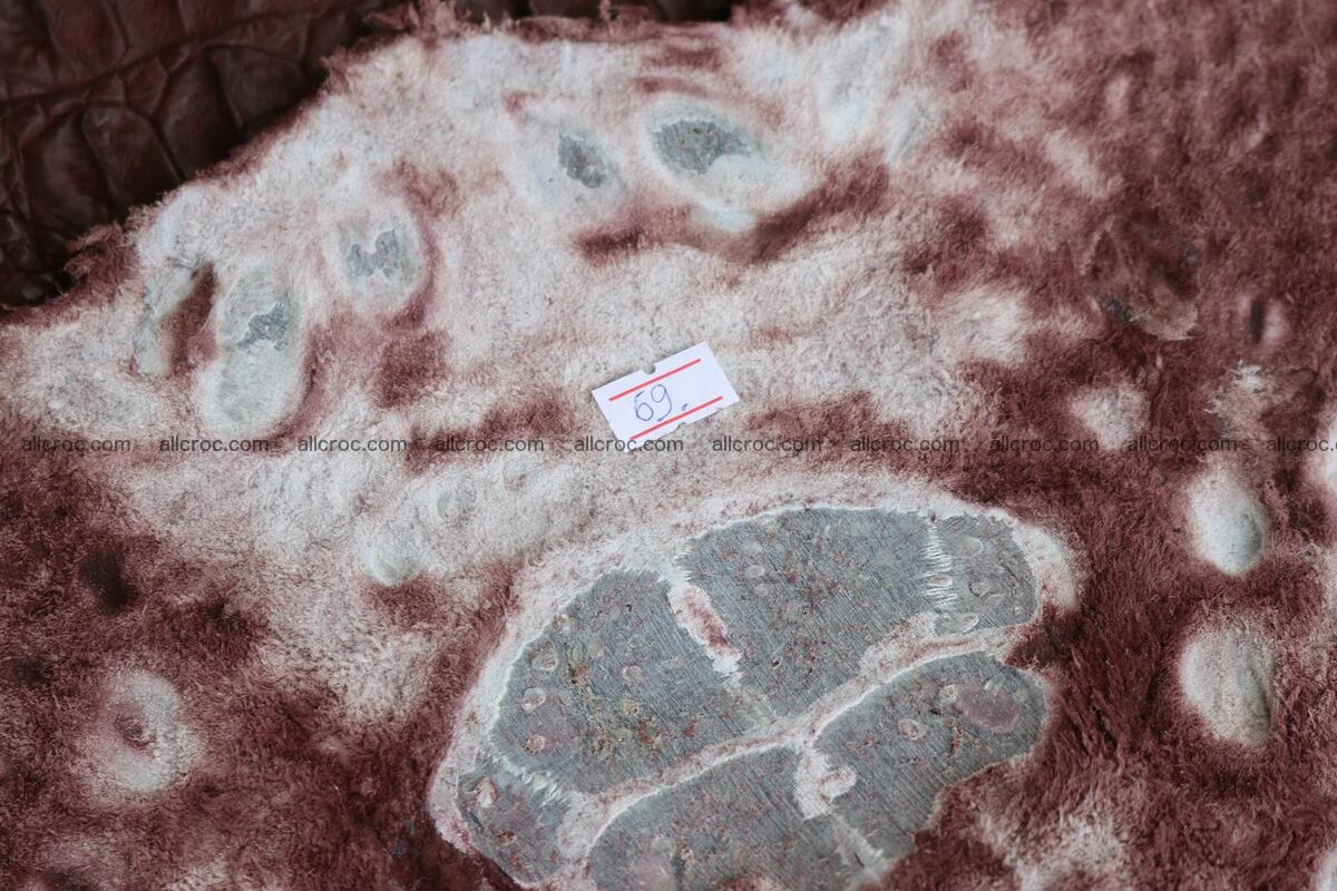 Crocodile skin back part brown color 1238 Foto 15