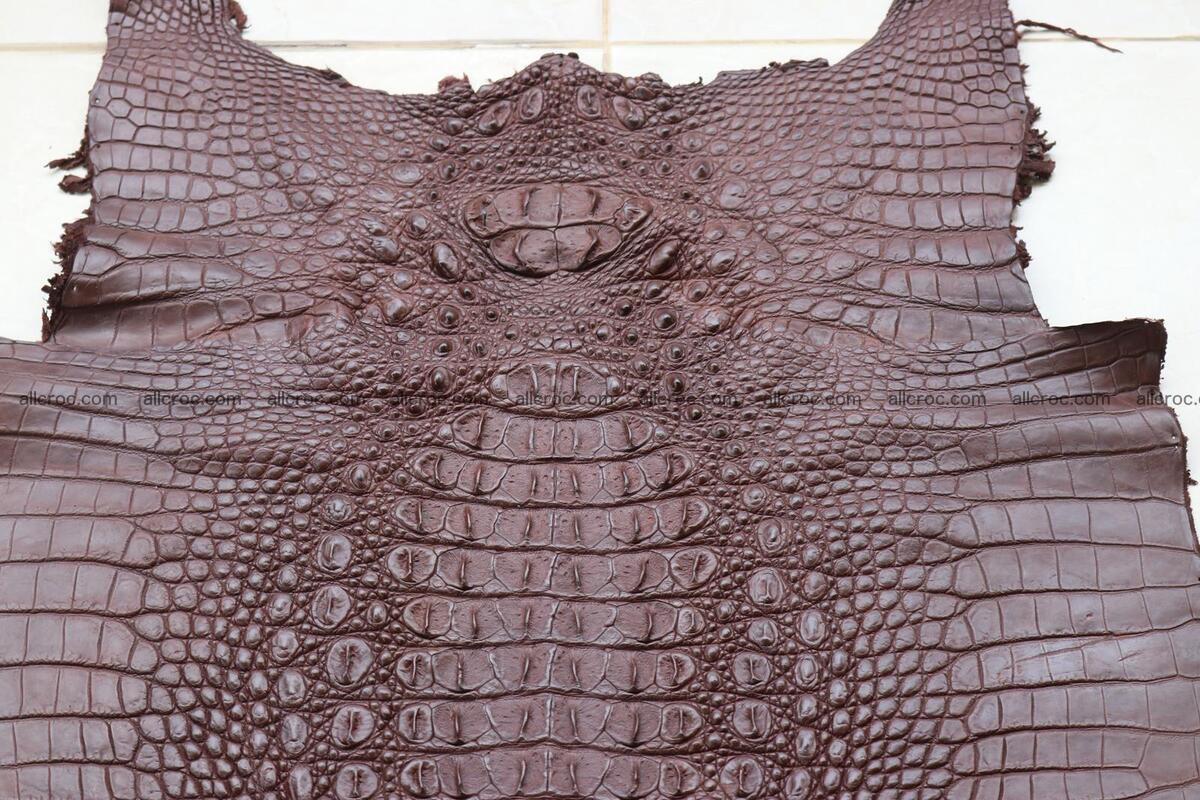 Crocodile skin back part brown color 1238 Foto 1