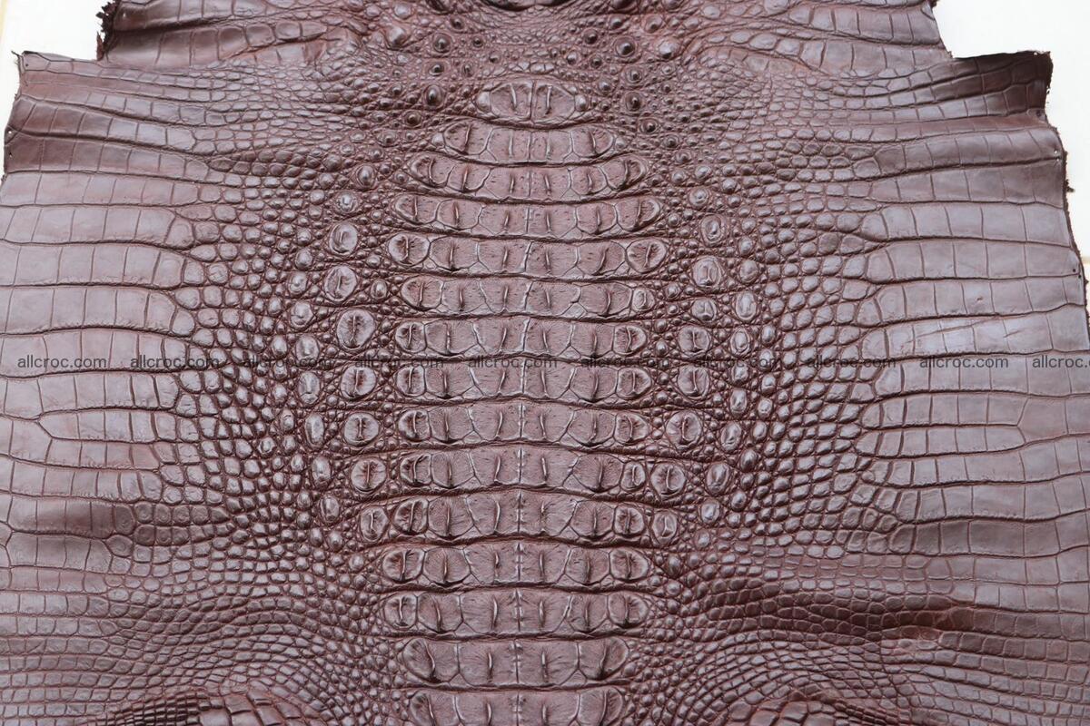 Crocodile skin back part brown color 1238 Foto 2