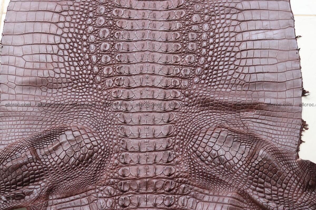 Crocodile skin back part brown color 1238 Foto 3
