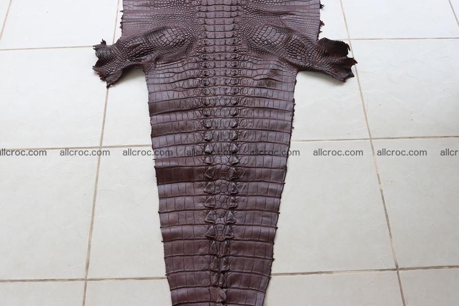 Crocodile skin back part brown color 1238