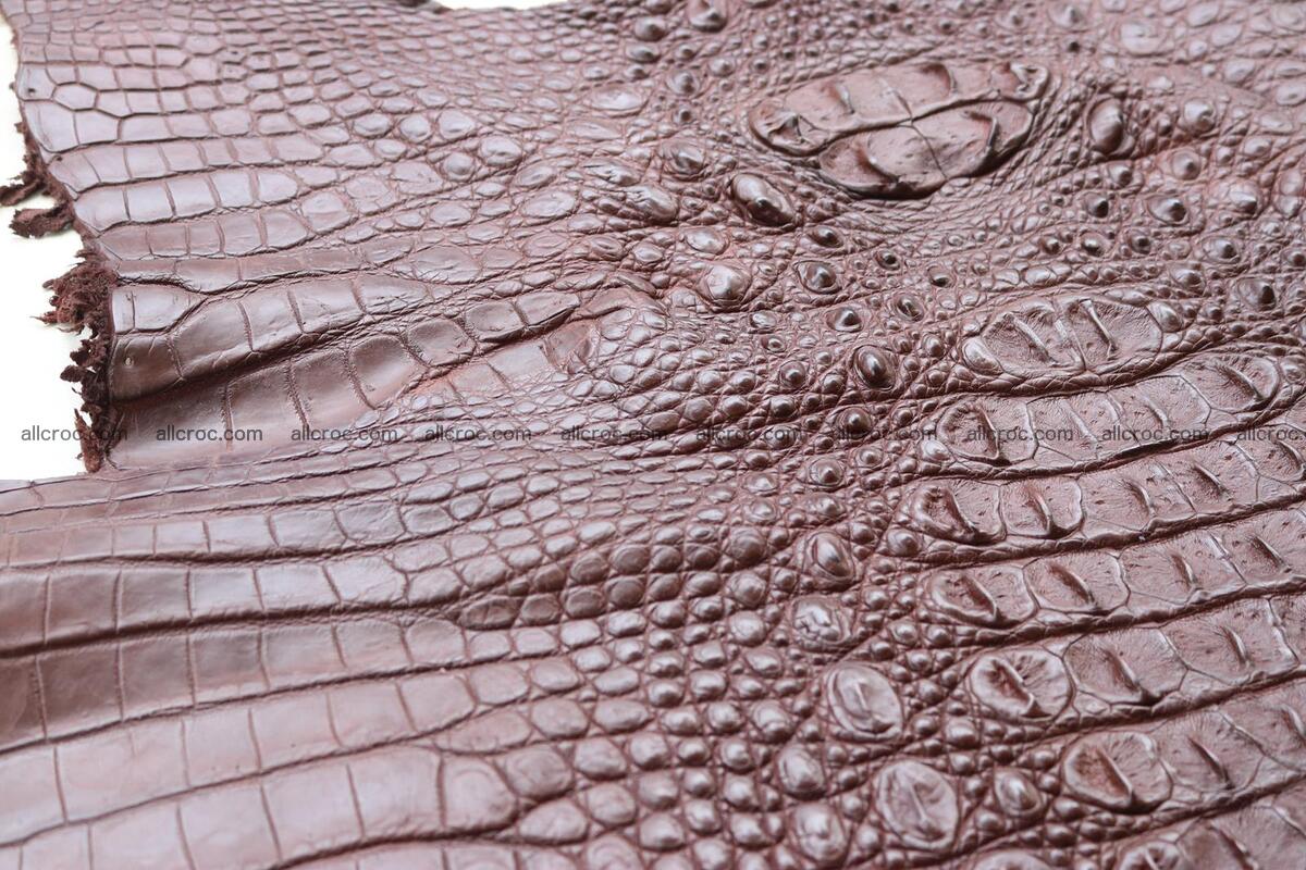 Crocodile skin back part brown color 1238 Foto 6