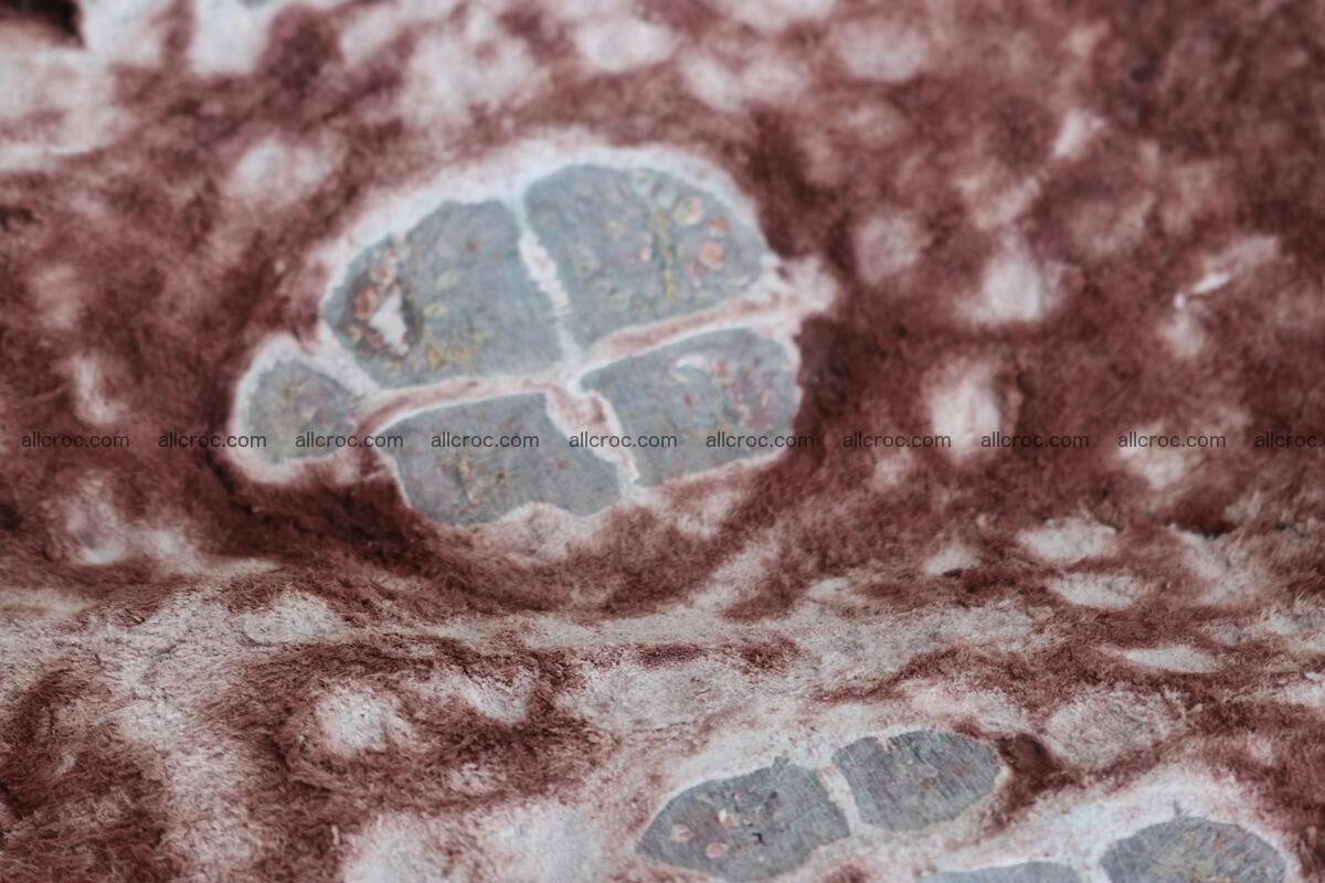 Crocodile skin back part brown color 1237 Foto 14