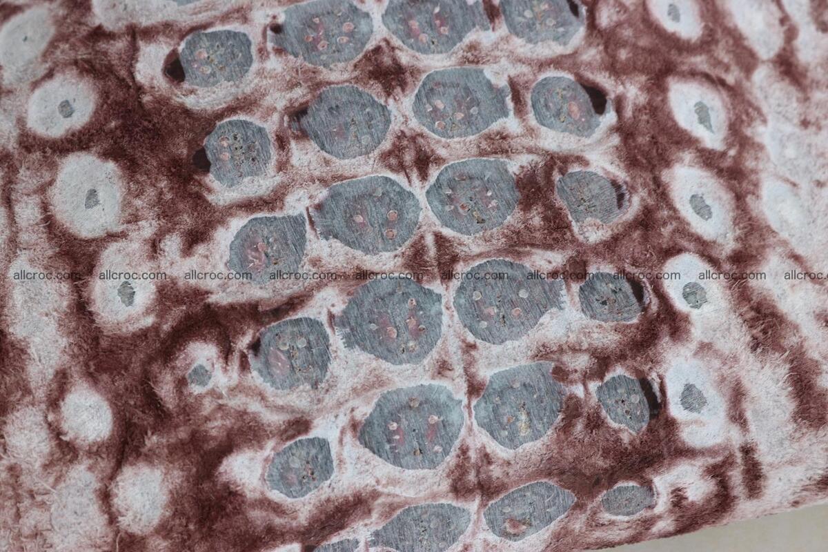 Crocodile skin back part brown color 1237 Foto 15