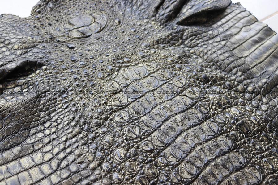 Crocodile skin back part brush off effect gold color 1244