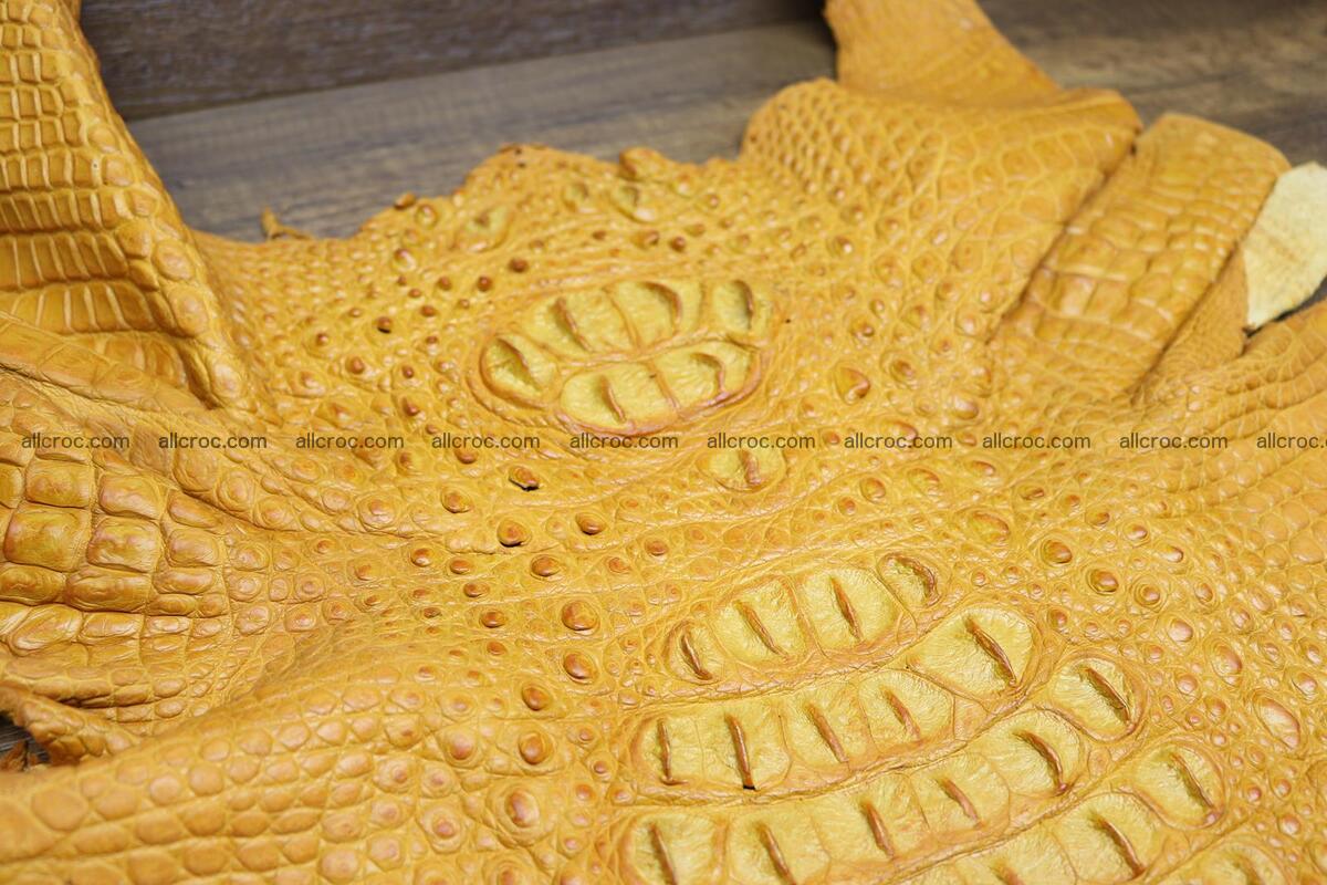 Crocodile skin back part light brown color 1234 Foto 2