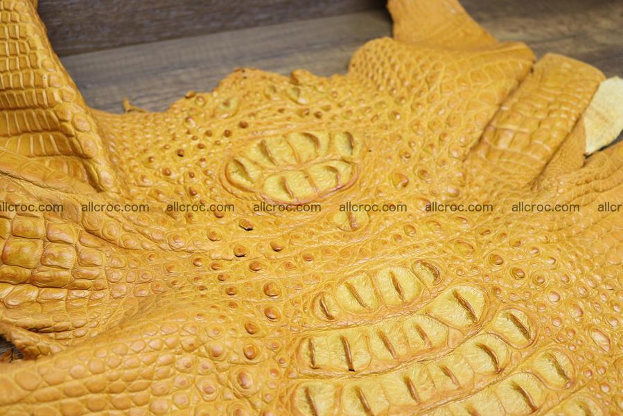 Crocodile skin back part light brown color 1234